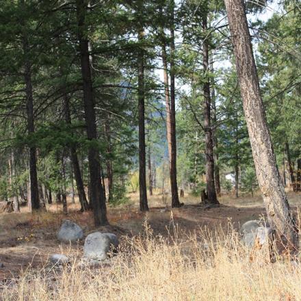 Row of trees in a wooded area. There are some large stones spread throughout the area.