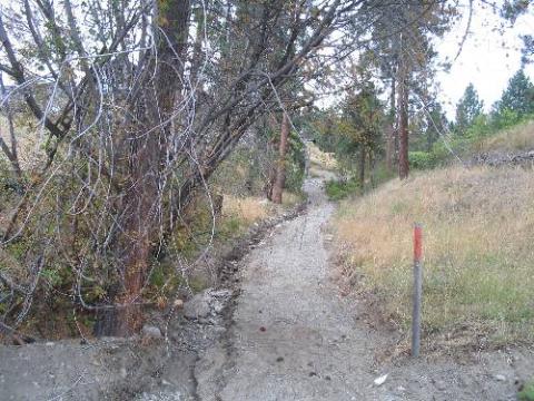 Gravel trail near wooded area.