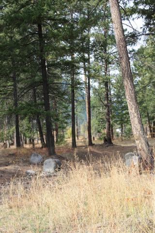 Row of trees in a wooded area. There are some large stones spread throughout the area.