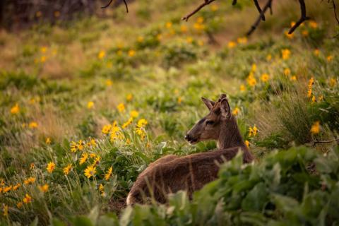 Young buck resting on hillside of wildflowers