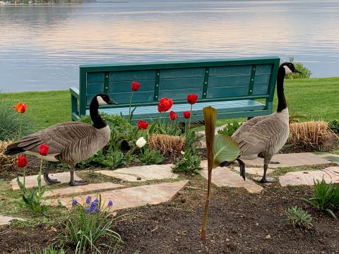 2 Canadian geese in flower bed by Okanagan Lake