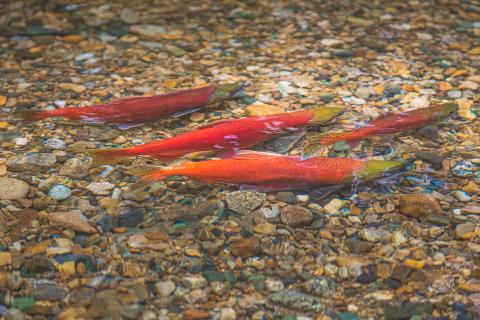 Spawning kokanee fish in stream