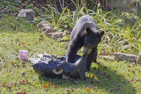 Black bear dragging a garbage bag