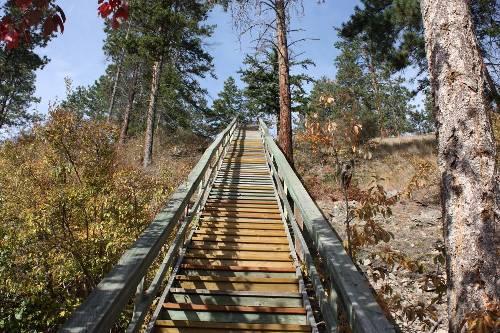 Set of stairs in the middle of the woods.